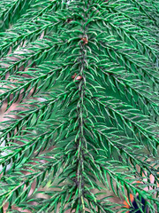 Close-up shot of Christmas tree.