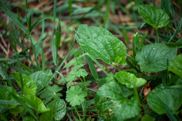 Plantago major (Plantago, Plantain, fleaworts) and drop rain