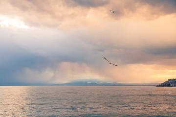 Seagulls Flying in Stormy Overcast Sky over Lake Leman