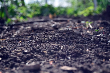 Black ground in the garden in spring