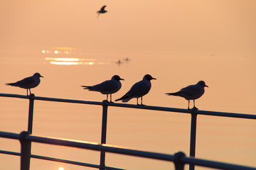 Seagulls Relaxing on Jetty Railings with Rowers Rowing on Leman Lake at Sunset in Background