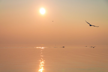 Fototapeta na wymiar Seagulls Flying over Shimmering Lake at Sunset