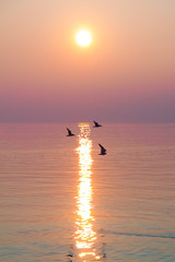 Fototapeta premium Seagulls Flying over Shimmering Lake at Sunset
