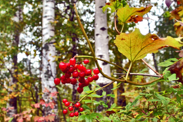 Rowan tree in autumn 2019
