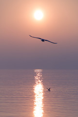 Seagulls Flying over Shimmering Lake at Sunset