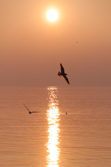 Seagulls Flying over Shimmering Lake at Sunset