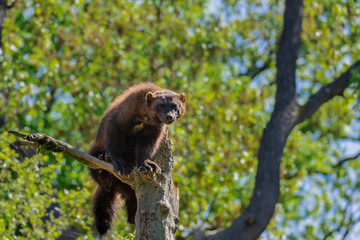Wolverine