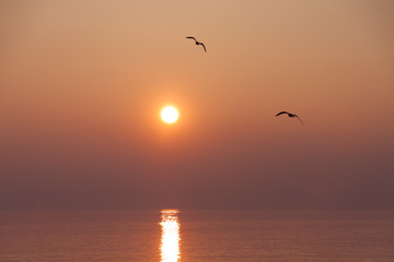Seagulls Flying over Shimmering Lake at Sunset