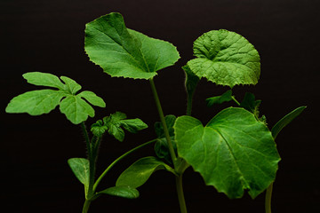 young shoots of watermelon on a black background