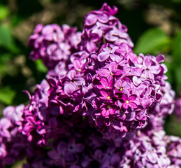 Spring branch of lilac flowers trees. Sunny day in garden outdoors. 