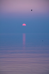 Seagulls Flying in Crimson and Purple Sunset Reflecting in Lake Leman