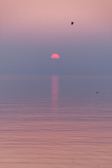 Seagulls Flying in Crimson and Purple Sunset Reflecting in Lake Leman