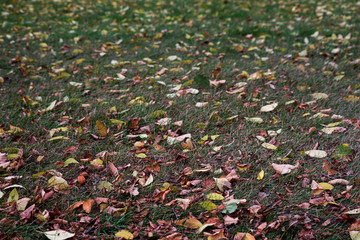 Dry autumn brown leaves on green grass, soft focus