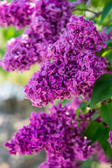 Spring branch of lilac flowers trees. Sunny day in garden outdoors. 