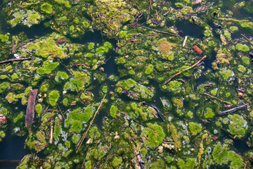algae bloom in polluted water