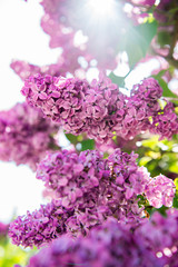 Spring branch of lilac flowers trees. Sunny day in garden outdoors. 