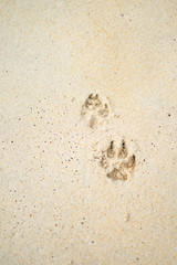 Dog 's footprint on sand beach ground floor , background and texture