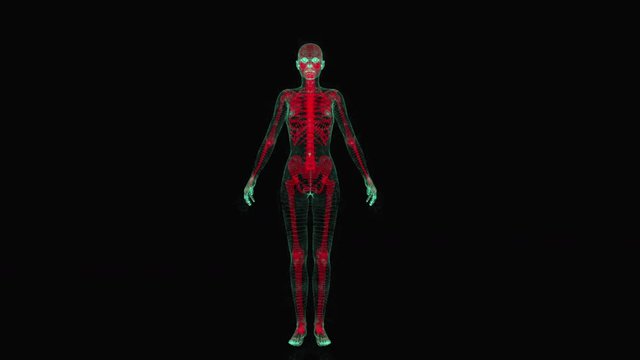 digital people / female skeleton / woman