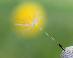dandelion seed