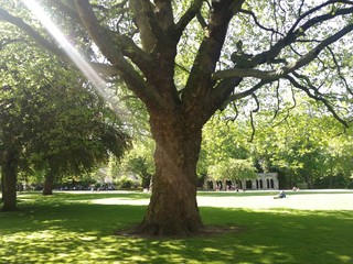 Big tree