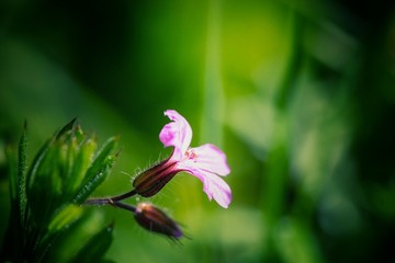 Blüte