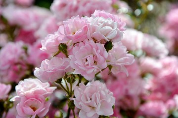 Delicate pink roses in the garden close-up