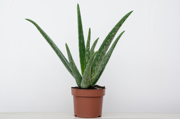 Close up view of an aloe vera plant in a pot on a white background . Home herbal therapy plants.