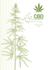 Hemp, Cannabis plant. Template, poster, card, good for product label. Vector illustration in light green colors.