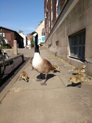 goose family
