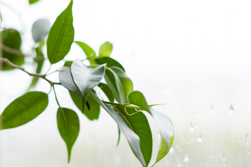 A tree branch on the windowsill. Nature. Green tree.