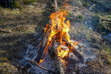 
campfire in the forest during daylight