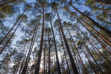 Pine forest under cloudy blue sky bottom view.Evening in a pine forest. The rays of the sun on the trees. bottom view