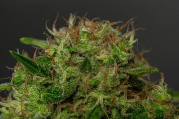 Ripened bloom of Special Queen variety of medical marijuana