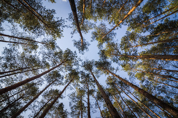 Pine forest under cloudy blue sky bottom view.Evening in a pine forest. The rays of the sun on the trees. bottom view