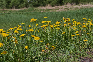 Dandelion (lat. Taraxacum) is a genus of perennial herbaceous plants of the Astrovidae family, or Asteraceae. Dandelions grow in a meadow by the river.