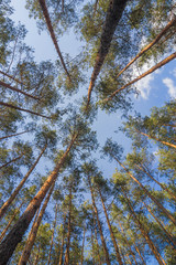 Pine forest under cloudy blue sky bottom view.Evening in a pine forest. The rays of the sun on the trees. bottom view