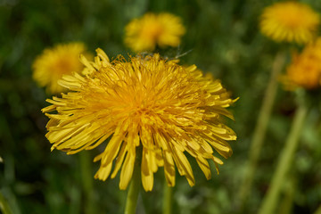 Dandelion (lat. Taraxacum) is a genus of perennial herbaceous plants of the Astrovidae family, or Asteraceae. Dandelions grow in a meadow by the river.