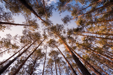 Pine forest under cloudy blue sky bottom view.Evening in a pine forest. The rays of the sun on the trees. bottom view