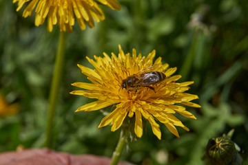 Dandelion (lat. Taraxacum) is a genus of perennial herbaceous plants of the Astrovidae family, or Asteraceae. Dandelions grow in a meadow by the river.