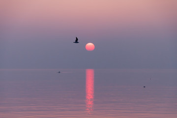 Seagulls Flying in Crimson and Purple Sunset Reflecting in Lake Leman