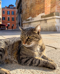 A cat on the streets of Venice, Italy