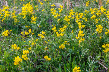 Greater Birds-foot Trefoil, Lotus pedunculatus yellow flowers in South Table Mountain Park, Golden, Colorado