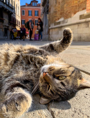 A playful cat on the streets of Venice, Italy