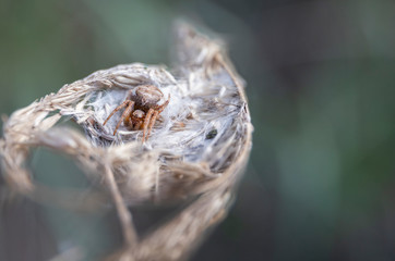 Little spider in his cobweb house