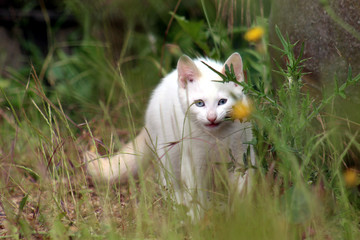 Petit chaton blanc aux yeux bleu à l'affût se cachant derrière de la végétation