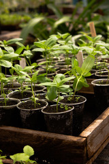 vegetable seedlings in a greenhouse