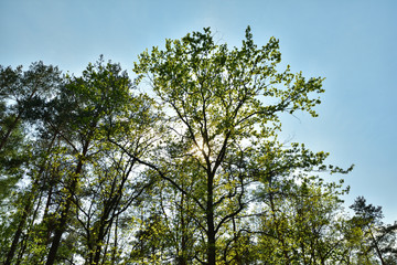 Korona drzewa w słoneczny dzień na tle nieba.