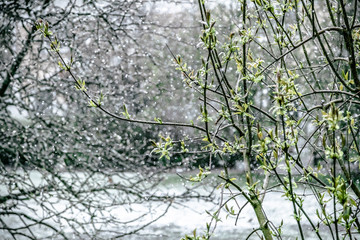 Blooming trees. Snowfall, blizzard, May 2020. Finland
Stylized photo with added noise
