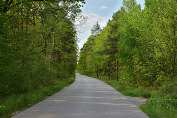 Fototapeta na wymiar Zakręt drogi asfaltowej prowadzącej przez zielony las pod błękitnym niebem.