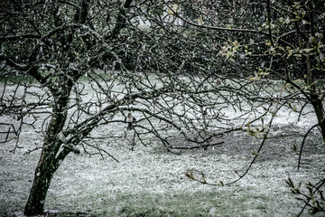 Blooming trees. Snowfall, blizzard, May 2020. Finland
Stylized photo with added noise